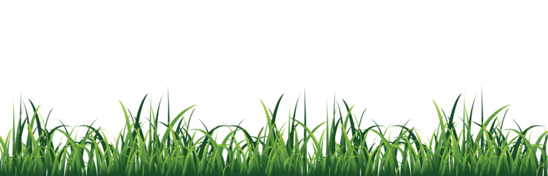 Green grass on a white background. Vector graphics