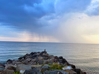 A large bird standing on rocks near the seashore against a background of blue sky with rain.