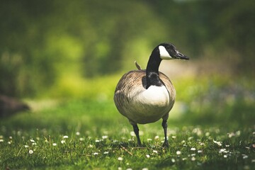 Naklejka na ściany i meble Single goose perched on the green grass in daylight