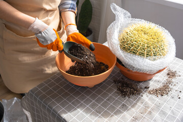 Repotting overgrown home plant large spiny cactus Echinocactus Gruzoni into new bigger pot. A woman in protective gloves wraps a cactus with a bubble wrap so as not to prick herself - obrazy, fototapety, plakaty