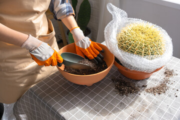 Repotting overgrown home plant large spiny cactus Echinocactus Gruzoni into new bigger pot. A woman...