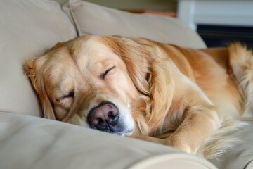 Peaceful Golden Retriever Dog Sleeping Comfortably on a Beige Sofa at Home