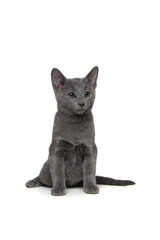 Cute grey Russian blue kitten looking away to, sitting isolated on a white background with space for copy
