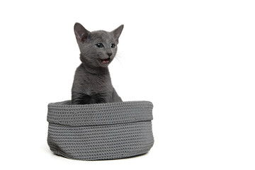 Cute grey Russian blue kitten in a grey basket  speaking with its mouth open isolated on a white  background