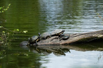 Naklejka na ściany i meble Turtles leisurely perched atop a wooden log in a tranquil lake.