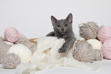 Cute russian blue kitten lying in a basket with balls of wool  on a white background looking at the camera