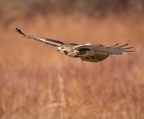 Red tail hawk flying over a grassy landscape