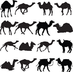 Vector pack of camels silhouettes in black and white