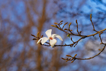 White saucer magnolia blossom in the spring with blue sky background