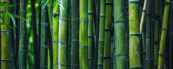 Rolgordijnen fresh and green bamboo forest pattern © adang