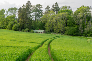 landscape with field