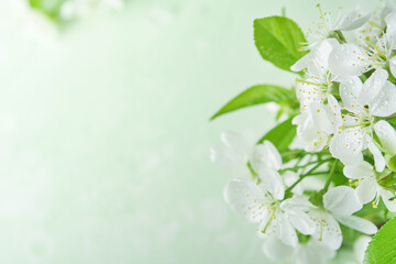 Passover blooming white apple or cherry blossom on green background. Happy Passover background. Spring Easter background. World environment day. Easter, Birthday, womens day holiday. Top view Mock up.