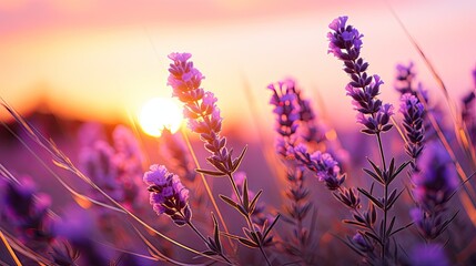 Branch of lavender violet flowers against the backdrop of a soft purple sunset sunlight,