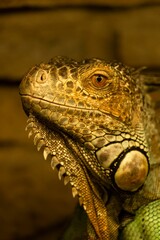 Vertical closeup shot of a green iguana under yellow lights