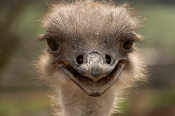 Zelfklevend Fotobehang Selective focus shot of details on an ostrich face © Wirestock