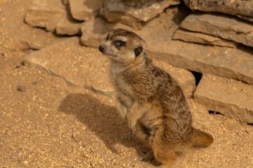 Fototapeta premium Adorable baby meerkat on a brown sandy field