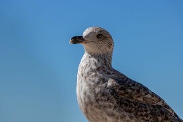 Spotted gull against a blue clear sky