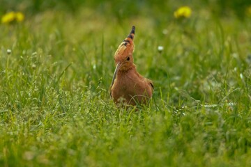 Hoopoe in a green grassy field
