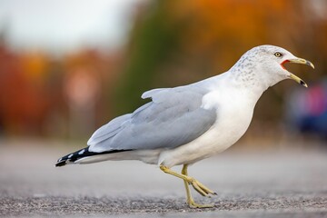 Delaware gull (Larus delawarensisLarus delawarensis) standing on a concrete sidewalk