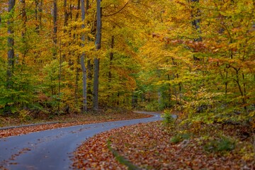 Winding road enveloped by trees bursting in a blend of autumnal colors