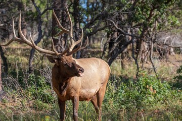 Naklejka na ściany i meble a large brown elk with huge horns standing in a forest