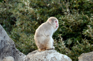 Fototapeta premium ニホンザル
