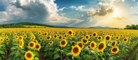 Stunning summer sunflower field panorama.