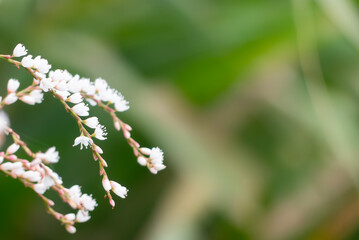 小さな花が並んで咲く可憐なサクラタデ
