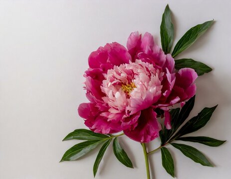 Single fuchsia peony flower with space for text dark pink  grayish white gray background isolated flat lay wallpaper