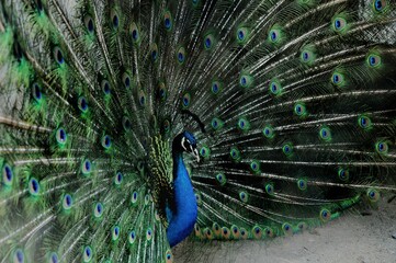 Striking peacock standing tall with its feathers fully extended