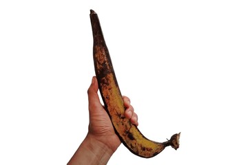 A king banana being held by a hand with a white background.