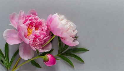 Pink peonies with space for text