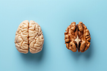 Walnut looks like human brain. This symbolizes the similarity of the brain to walnuts and the proven effectiveness as a healthy. Concept of creativity. - obrazy, fototapety, plakaty