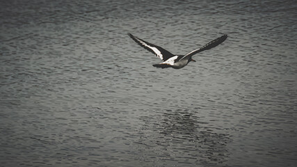 seagull in flight