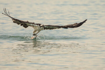 Osprey flying with fish catch