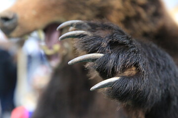 A bear's paw with claws