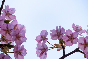 夕暮れの光りに照らされ輝く早咲きの河津桜