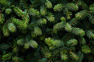 Christmas tree branches background, green pine tree texture for new year decoration or wallpaper design concept