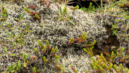 moss on the ground
