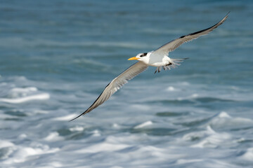 Fototapeta na wymiar Royal Tern Flying over the ocean