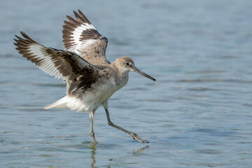 Eastern Willet landing