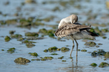 Eastern Willet preening
