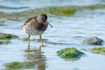 Purple Sandpiper