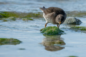Purple Sandpiper