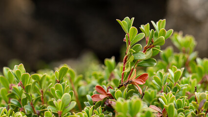 red and green leaves