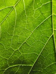 background texture green leaf structure macro photography