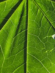 background texture green leaf structure macro photography