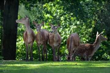 Group of deer standing amongst tall grass in a picturesque setting with trees in the background