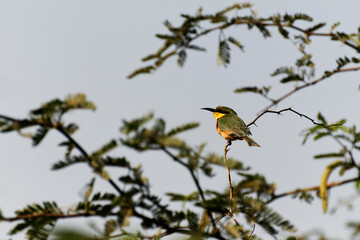 Guêpier nain perché sur une branche 