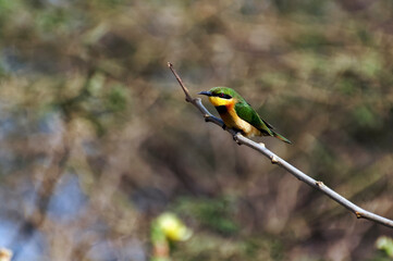 Guêpier nain perché sur une branche 